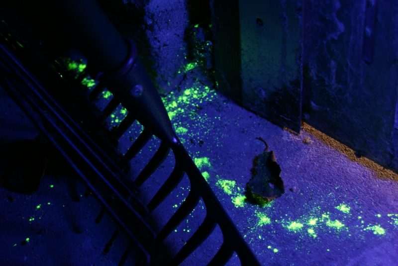 UV licht voor ongediertebestrijding