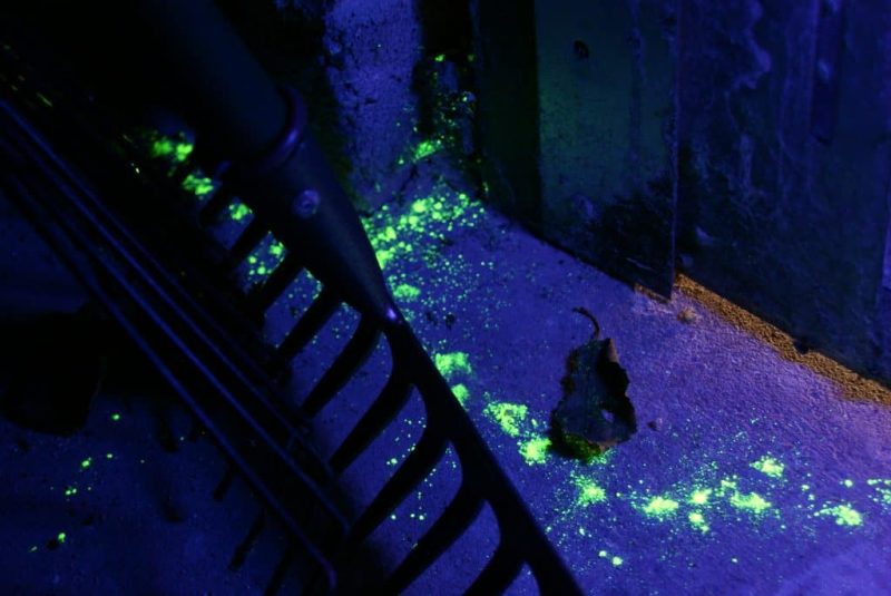 Uv licht voor ongediertebestrijding